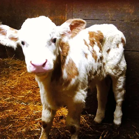 Frühstückspension Ledererhof St. Jakob in Defereggen