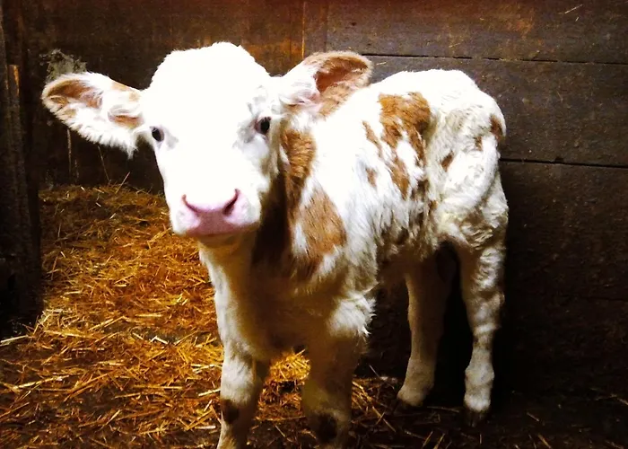 住宿加早餐酒店 Ledererhof 圣雅各布-德法里根