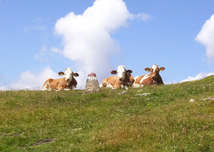 Ledererhof 住宿加早餐酒店