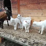 Ledererhof 3*